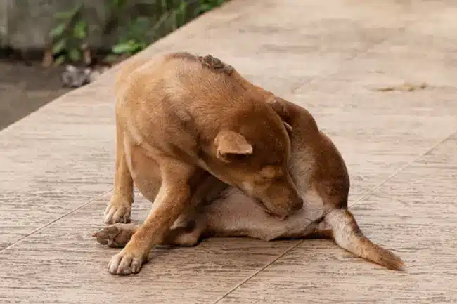 เย็ดหมาคนเย็ดหีหมาตัวเมียคนเย็ดหมาคนเย็ดหีหมาตัวเมียคนxxx Thai เด็กอายุ 10 ปี 