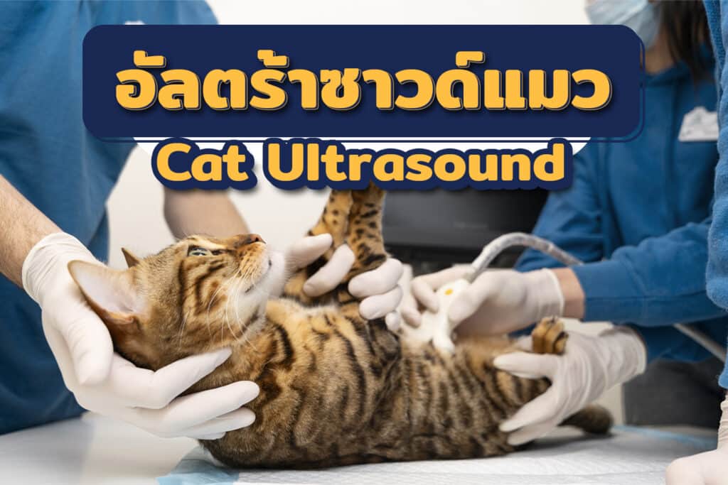 อัลตร้าซาวด์แมว (Cat Ultrasound)