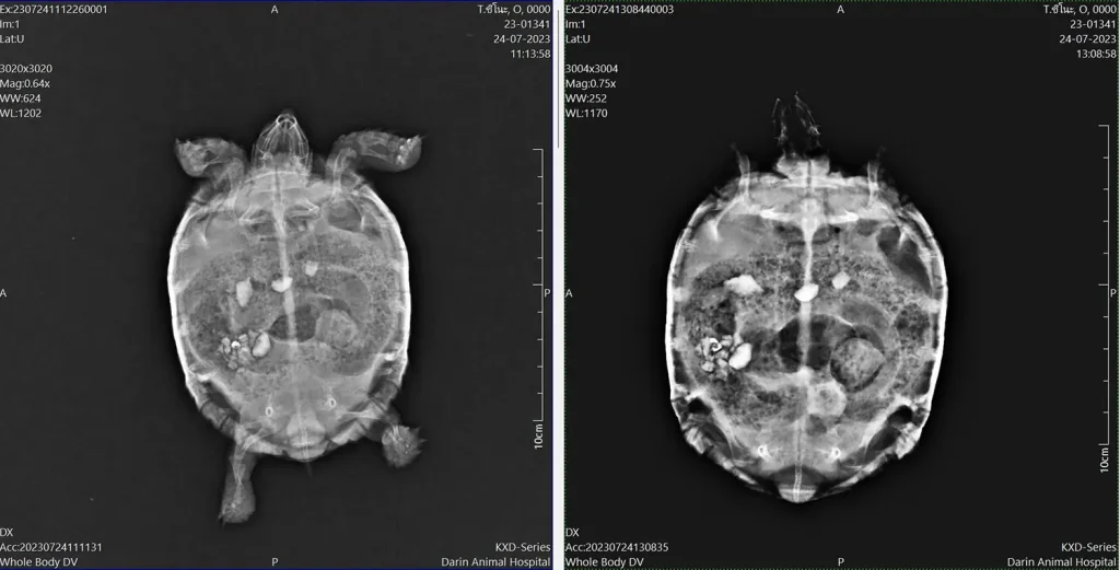 ภาพ X-ray เต่าที่กินก้อนหินเข้าไป