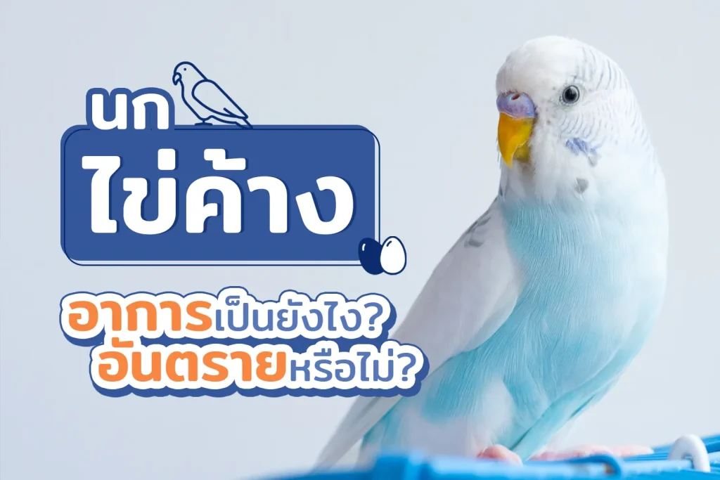 นกไข่ค้าง สาเหตุ อาการ การรักษา