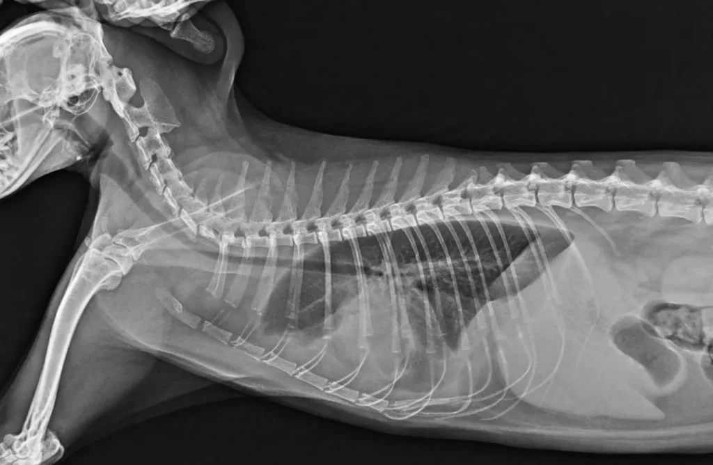 ภาพ x-ray ระบบ Digital หัวใจแมว