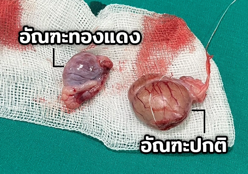 ตัวอย่าง Cryptorchidism ในสุนัข